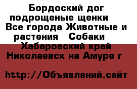 Бордоский дог подрощеные щенки.  - Все города Животные и растения » Собаки   . Хабаровский край,Николаевск-на-Амуре г.